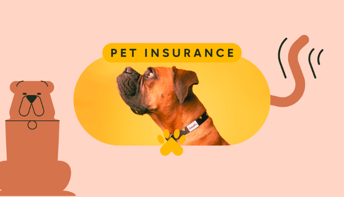 Understanding Pet Insurance in Detail